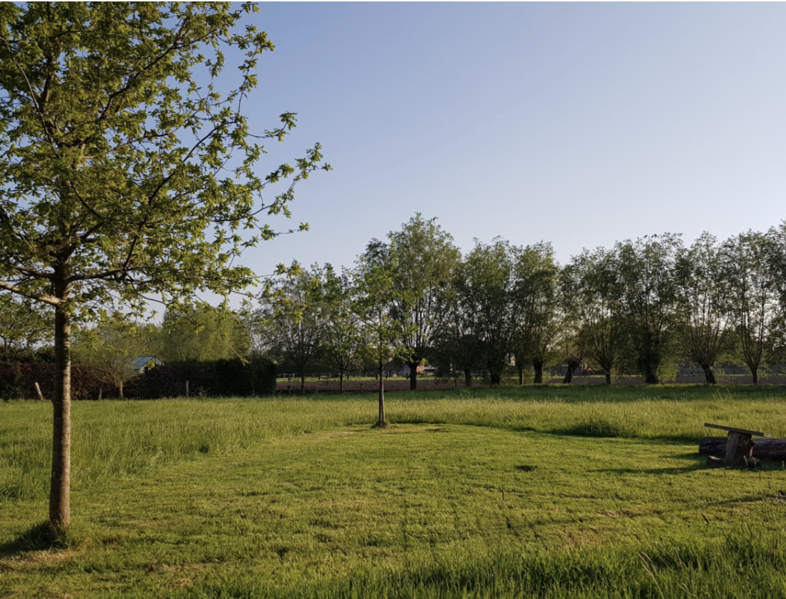 Zonnige weide met bomen bij Leegveld
